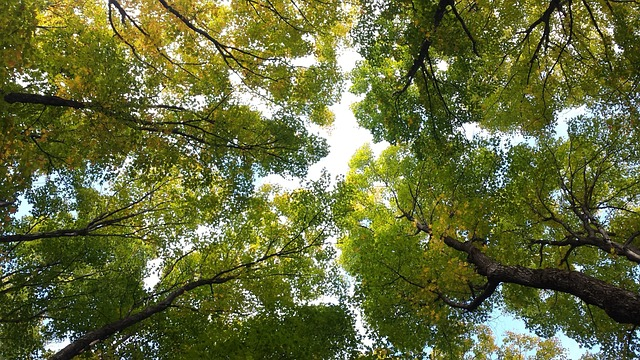 forrest g95f65a25c 640